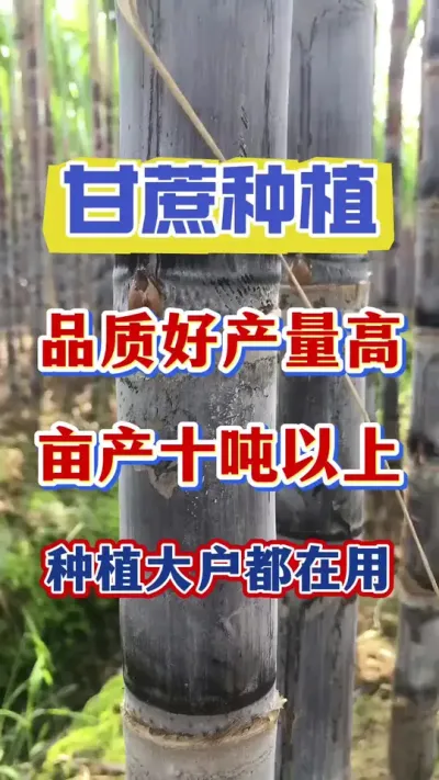 想要甘蔗产量高、品质好、糖分充足，一定要抓住甘蔗拔节期最后的翻盘机会，谁错过谁后悔#甘蔗种植#甘蔗拔节#甘蔗施肥