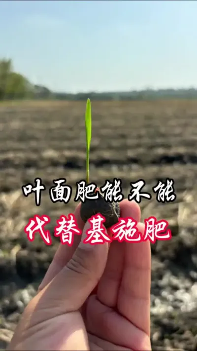叶面肥能不能代替基施肥用，关注我，为你持续报道#分享农业知识帮农民增产增收