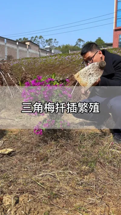 三角梅最好的繁荣方法#花卉绿植 #养花 #种植小技巧