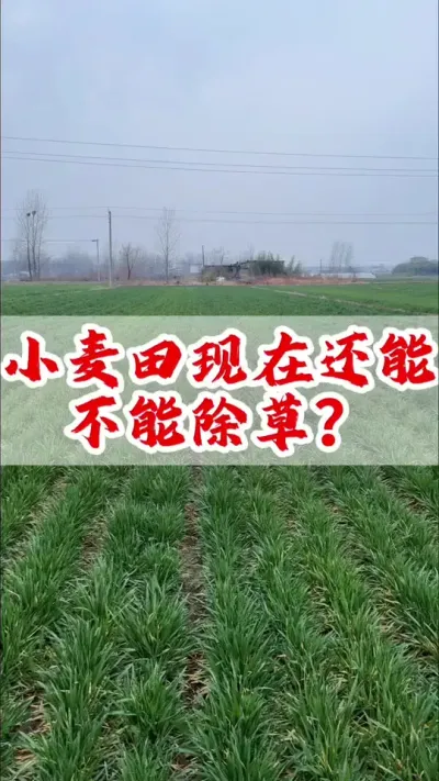 雨雪过后，小麦还能不能除草？#小麦 #小麦种植 #分享农业知识帮农民增产增收 #抖音助农 #二十四节气