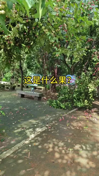 果树种植，这个是什么果呢#户外运动 #果树种植 #摘果 #初夏的味道 #果树苗