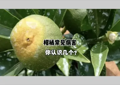 柑橘种植中常见的病害你认识几个？ #三农 #柑橘种植 #病害 #农业 