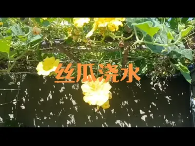 夏季丝瓜如何浇水#丝瓜