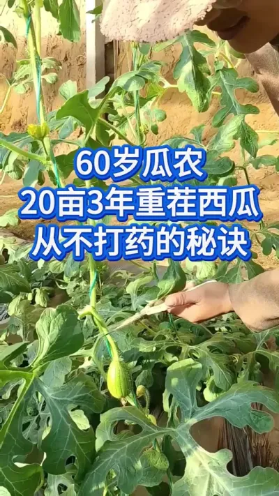 60岁瓜农上的一堂病害课 #创作者中心 #创作灵感 #西瓜管理 #大棚西瓜 #大棚西瓜种植技术