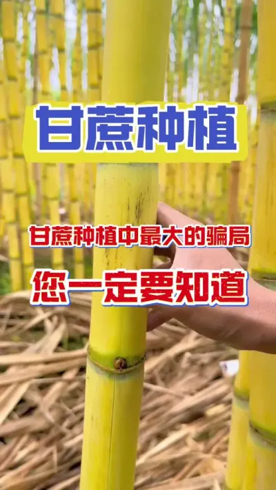 甘蔗种植20年最大的骗局，千万不要踩坑#甘蔗种植 #种植小技巧 #甘蔗施肥方法 #甘蔗