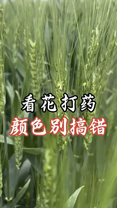 看花打药，颜色别搞错#分享农业知识帮农民增产增收