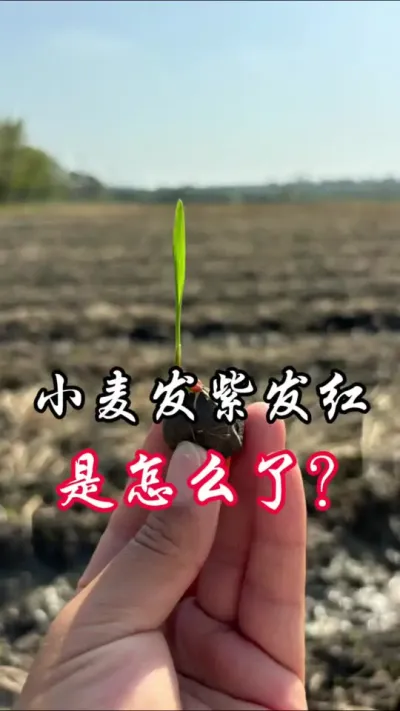 小麦发紫发红，怎么办？#分享农业知识帮农民增产增收