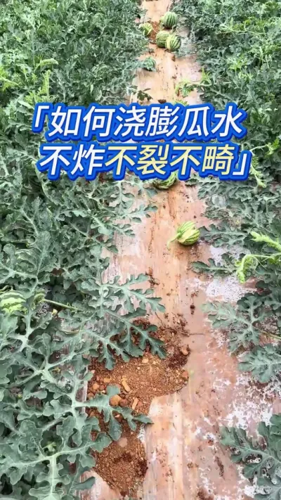 西瓜浇对水，不炸不裂膨大快 #西瓜炸瓜 #西瓜种植 #西瓜种植技术 #大棚西瓜种植技术 #大棚西瓜