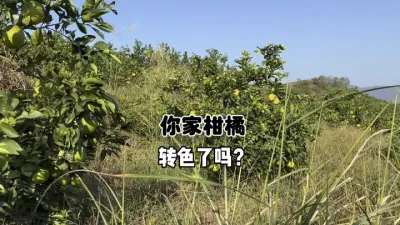 你家柑橘开始转色了吗？ #农业种植 #三农 #农业 #柑橘 #转色 