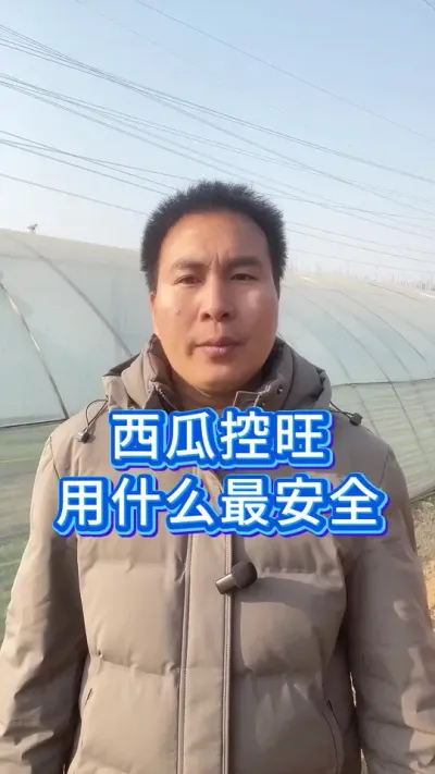 西瓜控旺，用什么最安全？ #西瓜管理 #服务三农支持三农 #西瓜种植技术 #大棚西瓜种植技术 #西瓜种植的方法和技术