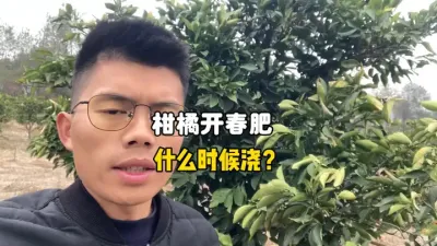 柑橘开春肥应该在什么时候浇？ #柑橘种植 #三农种植 #农业技术 #果树管理 #春肥 