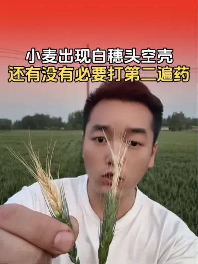 小麦出现白穗头空壳是什么原因？还有必要打第二遍套餐吗？#农业植保知识分享 #小麦 #小麦种植管理技术 #小麦一喷三防 #小麦高产技术