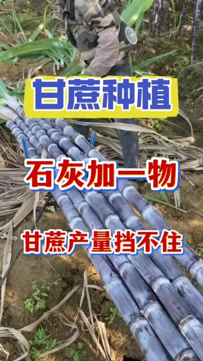 万万没有想到不起眼的生石灰在甘蔗种植中竟然有这么大的作用，可以90%蔗农都不会用，白白浪费了这么好的东西#甘蔗种植#甘蔗施肥#甘蔗