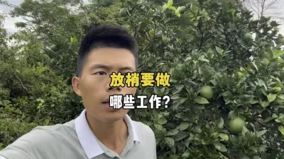 打算给柑橘放梢需要准备哪些工作？ #柑橘种植 #三农 #果园管理 #放梢 #农业 