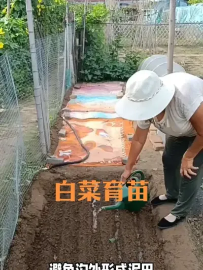 大白菜育苗方法#大白菜