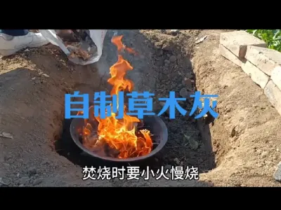 自己制作草木灰方法简单#草木灰