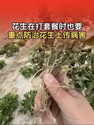 花生在打第一遍套餐时，也要重点防治花生根腐，青枯，白绢等土传病害，一定要重视。#花生种植 #分享农业知识帮农民增产增收 #花生高产 #花生高产种植 #传播农业小知识