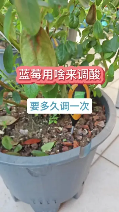 蓝莓的养护过程，新手种蓝莓怎么养护，蓝莓的养护方法，种蓝莓怎么调酸 #蓝莓种植 #蓝莓苗 #种蓝莓 #盆栽蓝莓 #蓝莓调酸