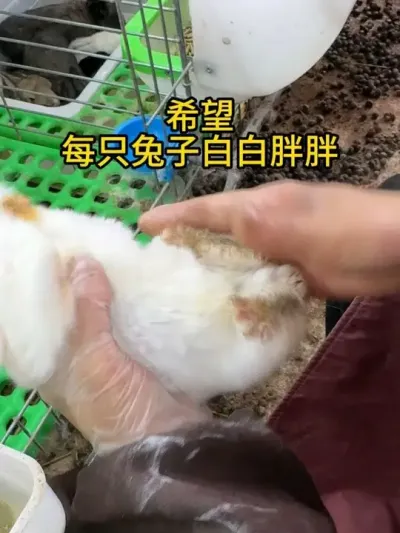 #养兔人   #自繁自养   #农村创业养殖   #肉兔养殖