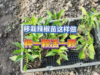 移栽辣椒苗别随便种了，按这个方法移栽一颗活一颗，太阳都晒不死 #新农人计划2025 #三农 #蔬菜种植 #抖音助农 #种植小技巧 