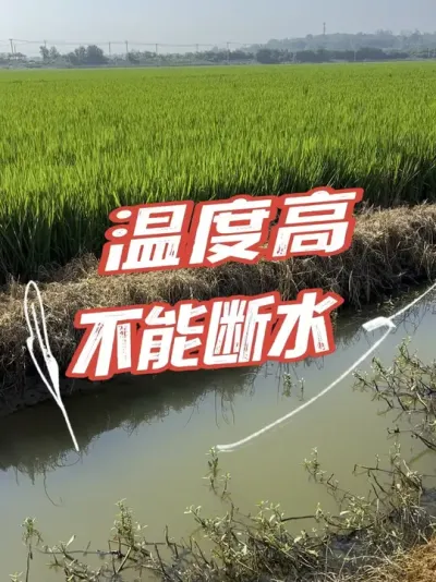 温度高，田里不要断水，缓解高温热害#分享农业知识帮农民增产增收 #老百姓关心的话题