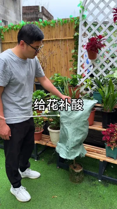 酸性植物如何养护#花卉绿植 #三农