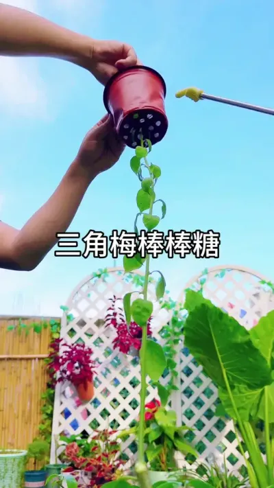 繁殖三角梅棒棒糖方法#花卉绿植 #种植小技巧 #养花