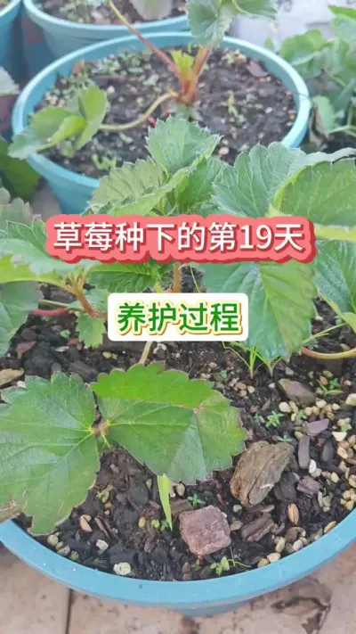 草莓的种植过程，新手怎么种草莓，草莓的养护方法#草莓种植 #盆栽草莓 #种草莓 #草莓苗 #草莓养护方法