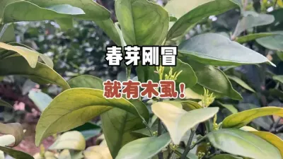 柑橘春梢刚冒芽就看见木虱危害了 #三农 #农业 #木虱 #柑橘 #果树管理 