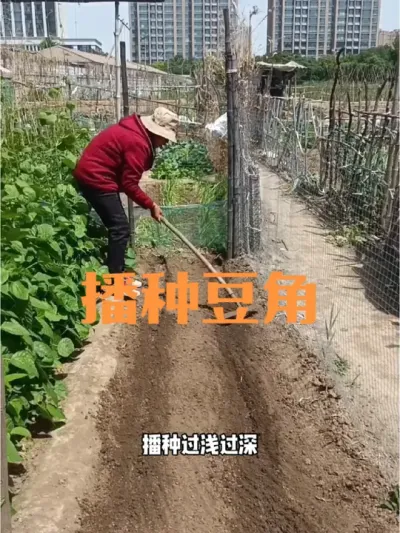 分享播种豆角技术#种豆角