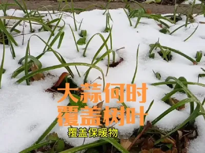未铺地膜种植的大蒜什么时候覆盖树叶最好#大蒜保暖物
