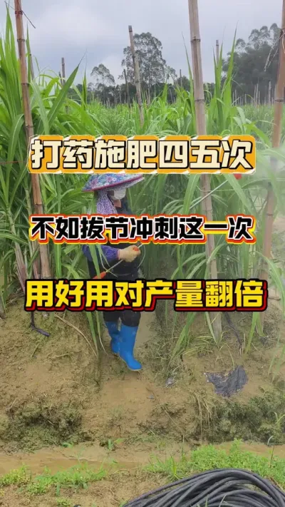 甘蔗一年打药施肥四五次，不如拔节冲刺期这一次，用好用对产量翻倍#甘蔗种植#甘蔗拔节 #甘蔗拉长增粗