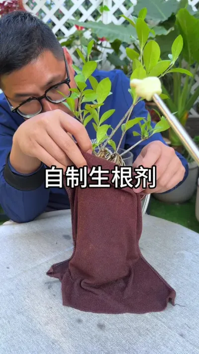 生根剂制作小方法 #种植小技巧 #花卉绿植