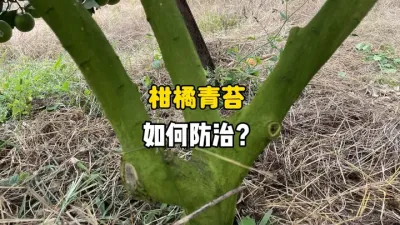 柑橘树干的青苔要如何高效防治？ #农业种植 #三农 #果树管理 #青苔 #柑橘种植 