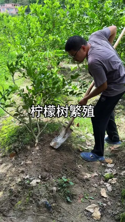 柠檬树压技繁殖 #花卉绿植 #种植小技巧 #养花