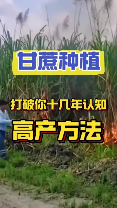 种甘蔗真的是很老天做对赌吗#甘蔗种植 #甘蔗施肥方法