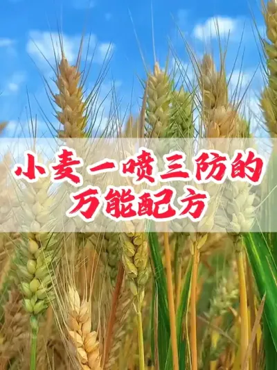 小麦种植管理#分享农业知识帮农民增产增收 #三农 #小麦 #增产增收才是硬道理 #心系三农服务三农