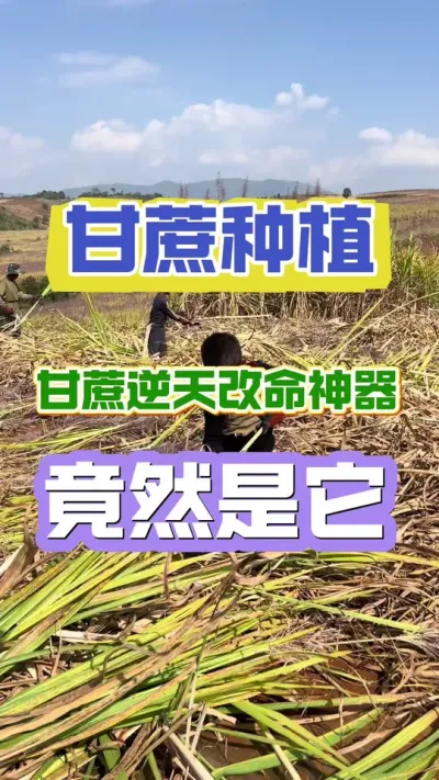 农资店打死都不敢说的甘蔗亩产配方，竟然不到2块钱#甘蔗种植 #甘蔗种植施肥 #甘蔗