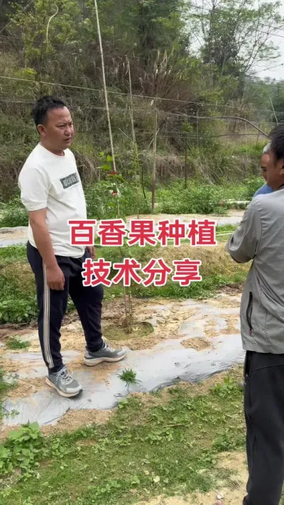 百香果种植技术分享#百香果种植 #百香果种植技术 #百香果 #钦蜜9号百香果 #浩伟方