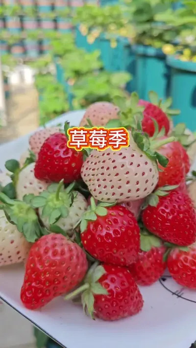 草莓采摘过程，可以摘草莓了，草莓的种植方法，草莓的养护过程#草莓 #白草莓 #家庭种植 #快来一起尝个鲜 #草莓种植
