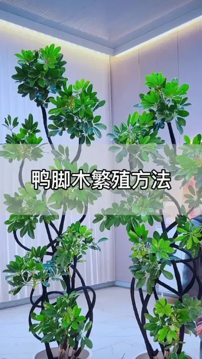 有了这个方法，鸭脚木不用花钱买#花卉绿植 #养花 #种植小技巧