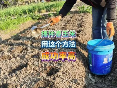 种春玉米不需要育苗移栽，用这个方法也可以直播，成功率比较高 #新农人计划2025 #三农 #种植小技巧 #抖音助农 #农村生活 