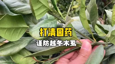 给柑橘打清园药，谨防越冬木虱 #三农 #农业种植 #木虱 #清园 #柑橘种植 