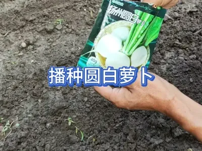 有人播种圆白萝卜种了一大片却光长缨子不结萝卜，原因在这里 #三农 #种植小技巧 #种菜 #农业种植 #种萝卜 