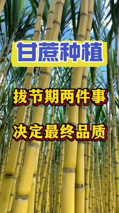 甘蔗能不能高品质上市，拔节期两件事决定今年的品质和产量，谁做错谁后悔#甘蔗种植#甘蔗 #甘蔗管理