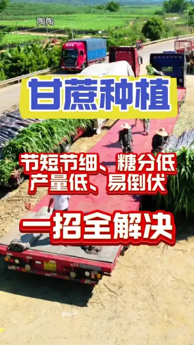 进入四月份，甘蔗种植迎来了利好消息#甘蔗种植 #种植技术 #甘蔗施肥方法