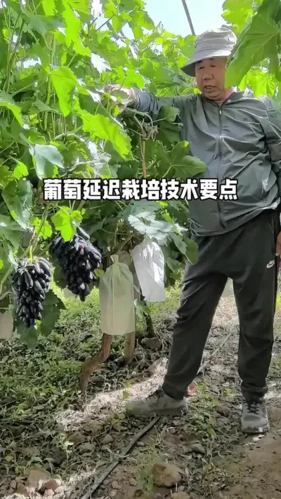 葡萄延迟栽培技术要点！#农业致富 #纯天然绿色食品 #三农种植技术 #抖音乡村