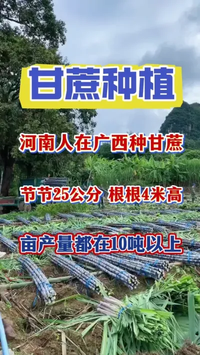 一个地地道道的河南人在广西种甘蔗，他种出来的甘蔗节节25公分、根根4米高，亩产十吨以上，究竟靠着什么样的管理技术，可能会让你大跌眼球#甘蔗种植#甘蔗壮尾肥#甘蔗