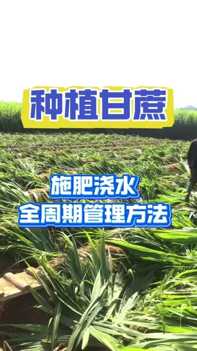 甘蔗到底是先施肥还是先浇水#甘蔗种植 #甘蔗施肥方法 #增产增收小配方