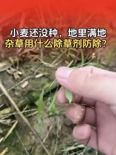 小麦还没种，地里满地杂草可以用哪种除草剂除草，而且又不会影响小麦出苗？#小麦种植 #小麦种植管理技术 #分享农业知识帮农民增产增收 #三农 #传播农业小知识